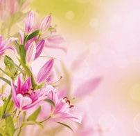 Pink lily Order of Service For a special someone you can t replace. In loving memory of Jane Anne Smith 22nd October 1940-29th September 2017 Monday 16th October 2017 at 10.