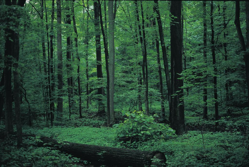Joseph Smith Chronology 7 The Sacred Grove. Late 1816 Palmyra, New York Personal Life Joseph Smith moved with his mother and siblings to Palmyra, New York, from Norwich, Vermont. Joseph Smith Sr.