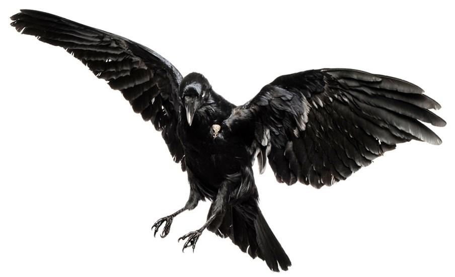 the raven EDGAR ALLAN POE Once upon a midnight dreary, while I pondered, weak and weary, Over many a quaint and curious volume of forgotten lore While I nodded, nearly napping, suddenly there came a