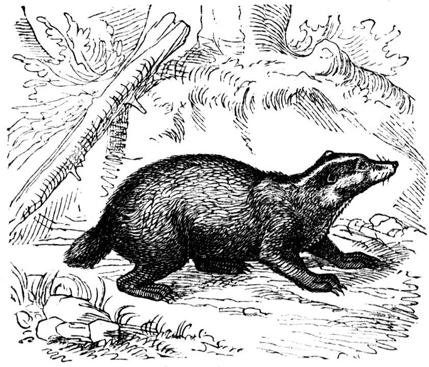 Long, long ago, there lived an old farmer and his wife who had made their home in the mountains, far from any town. Their only neighbor was a bad and malicious badger.