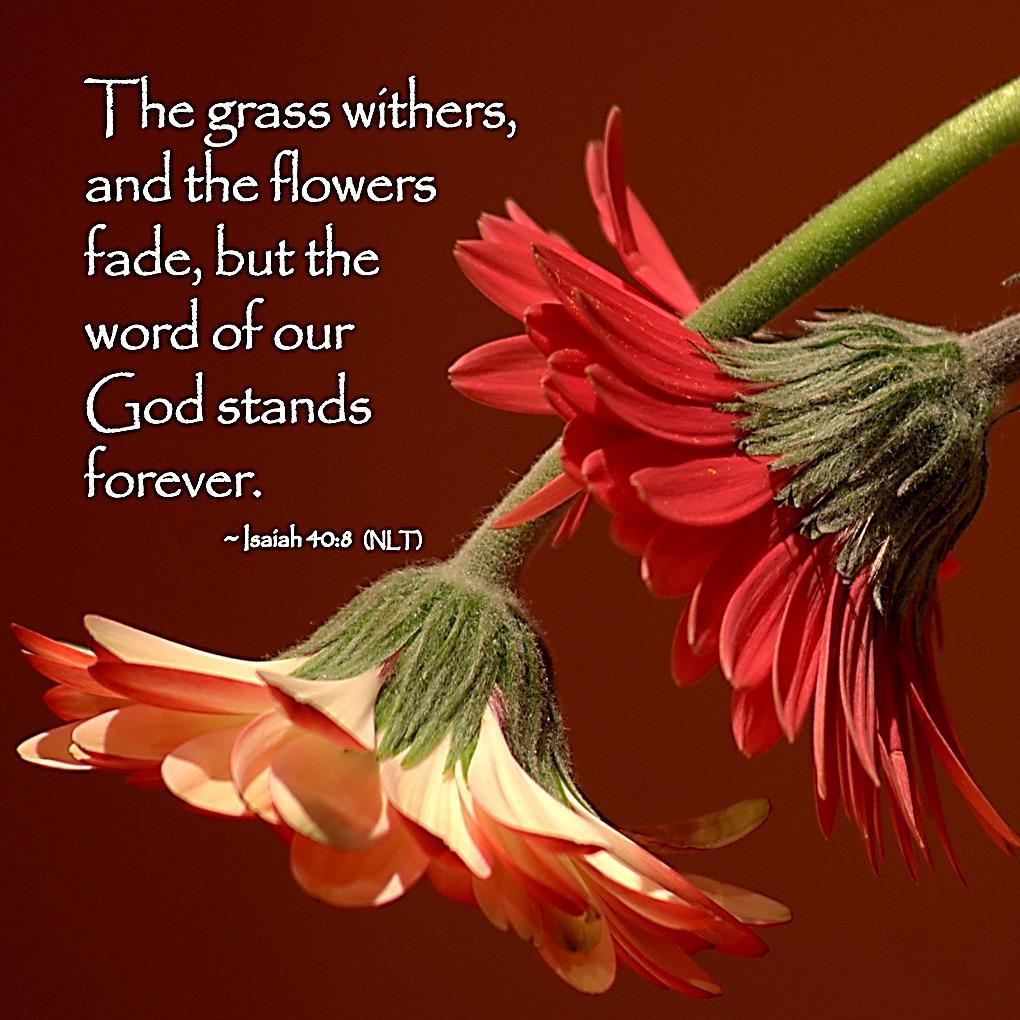 ever. 1 Peter 1:24 For all flesh is as grass, and all the glory of man as the flower of