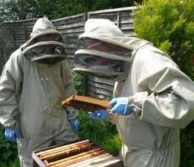 August 2016 Letting the honey flow Avid bee keepers Narahari Rupa Das and Sanatan, have been caring for the