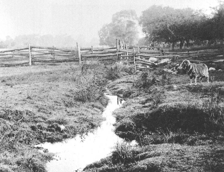 Crooked Brook on Smith Farm, Manchester, New York. Photograph by George E. Anderson, August 1907. Published in Birth of Mormonism in Picture (Salt Lake City: Deseret Sunday School, ca. 1909).