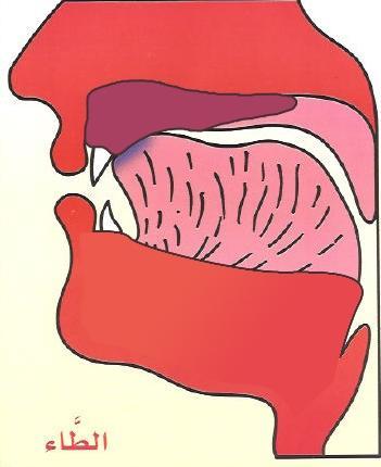 Thicken the tongue and touch it to the upper gum Shape of the tongue!