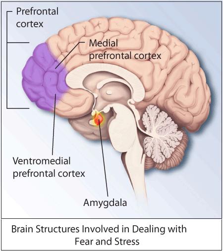 Ventromedial Prefrontal Cortex Ventromedial prefrontal cortex produces