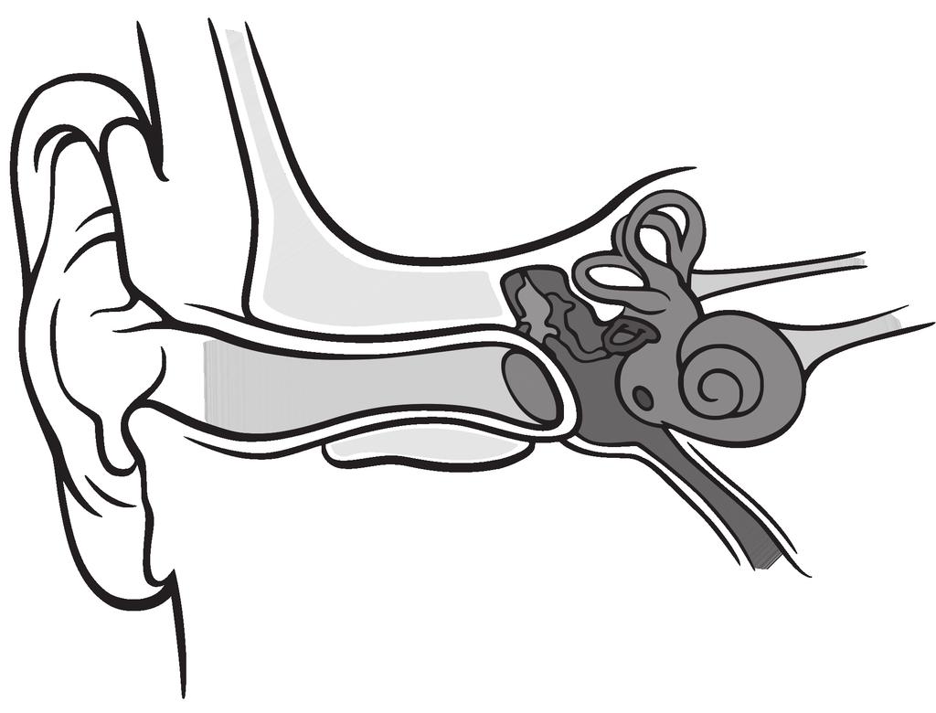 Diagram of Ear Hammer Outer Ear Canal Eardrum Semicircular Canals