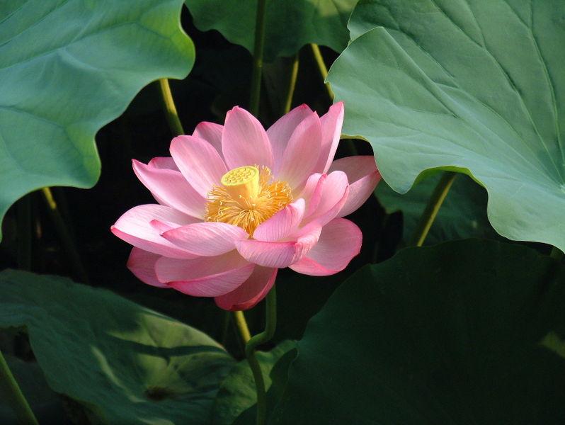 The lotus represents a pattern of growth that signifies the progress of the soul from the primeval