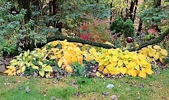 7 Fall in the Hosta Garden June Vandervest Did you ever wish you had more gold in your Hosta garden?
