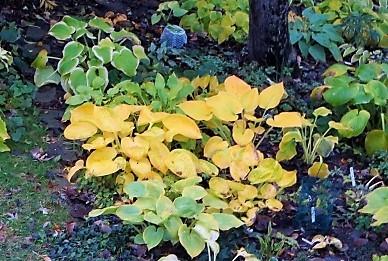 Rainforest Sunrise, H. Plantaginea would become undulating, glowing shades of gold? Even H. Candy Hearts rivals its neighbor H.