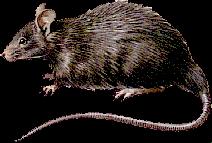 Rat is infected with plague bacteria 2.