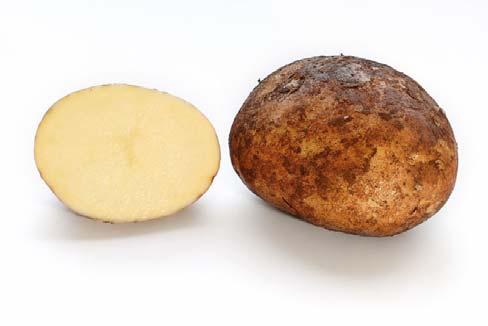 Irish Potato Famine The potato came to Ireland from South America in 1600.
