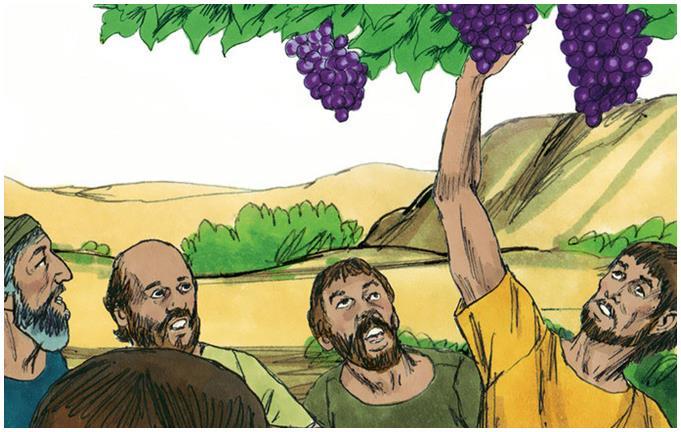 So they went up and explored the land When they came to the valley of Eshcol, they cut down a branch with a single cluster of grapes so