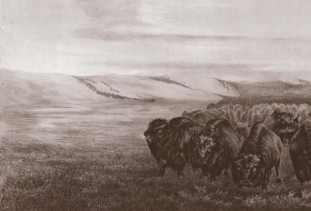 Spotlight Buffalo Below: This 19th-century engraving depicts the vast herds of buffalo that once roamed the Plains.