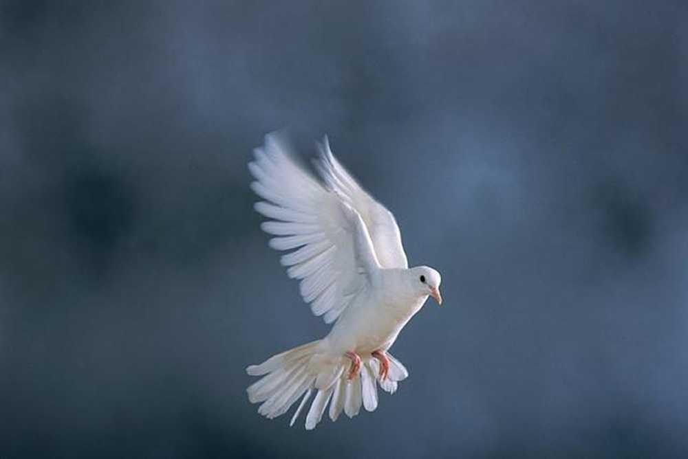 The White Dove, sign of Aquarian Balance The Emancipation Proclamation of Divine Balance We Are One with the Divine. We Are Instruments of Peace.