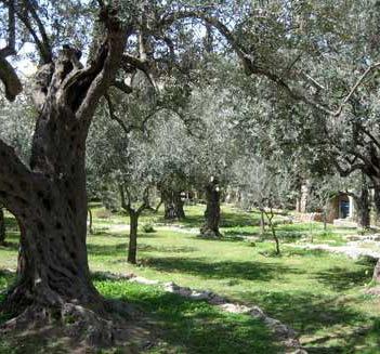 Garden of Gethsemane Research reported in 2012 showed that 3 of the 8 ancient trees dated from the middle of the 12th century, and all eight originated as cuttings from a single parent tree.