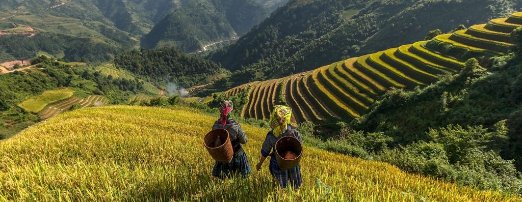Terraced rice fields in the north TOUR DETAILS Tour Cost (per person): US$3995 Taxes and Gratuities (per person): US$250 Single Supplement: US$995 We would be happy to try to match you with a