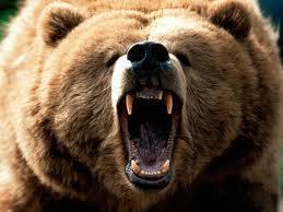 Grizzly Attack!