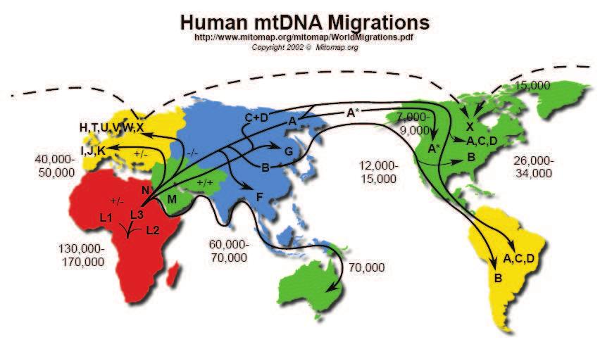 Human Migration Model The current scientific theory is that moderns humans originated in central Africa more than 100,000 years ago and migrated at