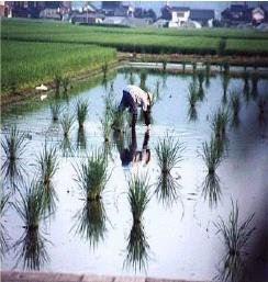 But China began extensive rice cultivation by introducing new hardy strains of rice.