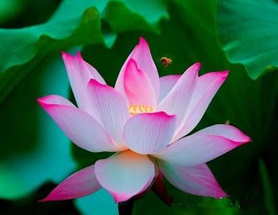 Buddhism Main Symbols of Buddhism Lotus Flower - symbolizes purity and divine birth.