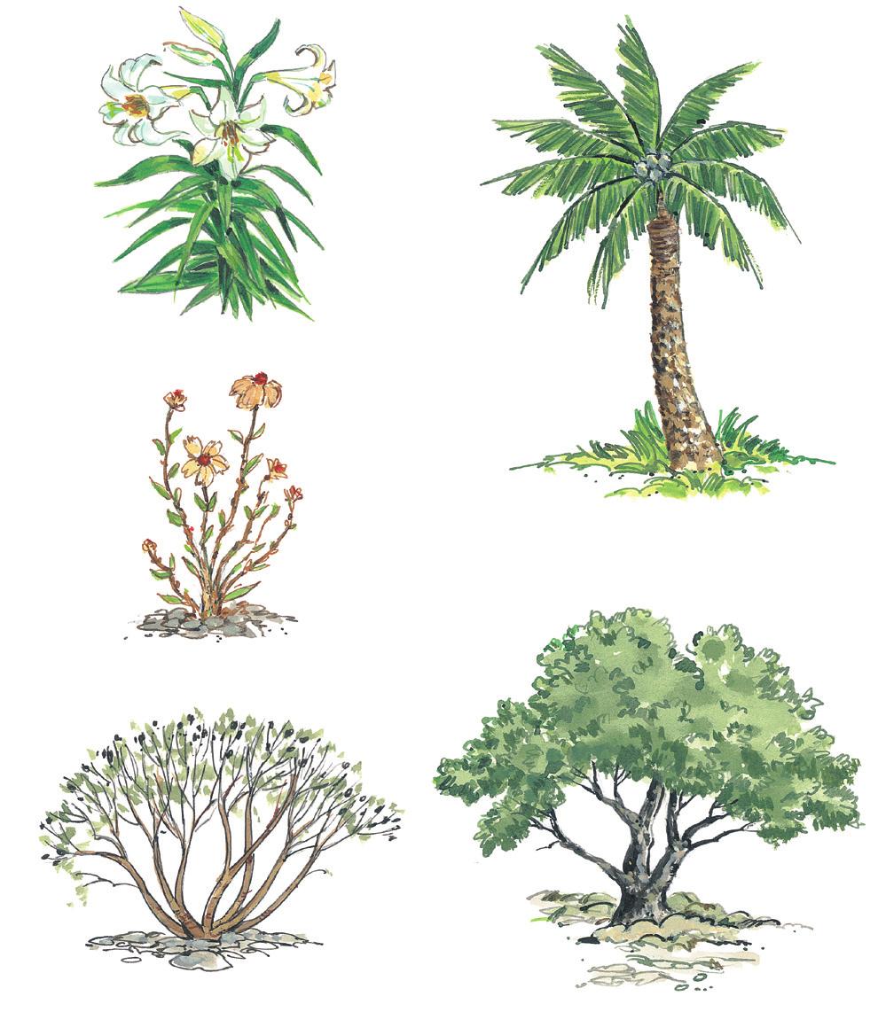 How are these plants like plants around your