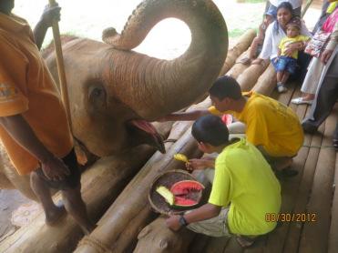13 Pinnawala Elephant Orphanage On my trip to Sri Lanka, we did many things, but overall my favorite part was the elephant orphanage in Pinnawala.