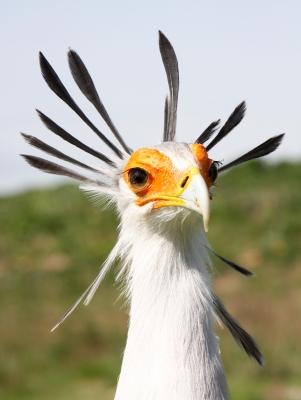 Tool #9: Find a Teacher. (my hair looks like this sometimes!) Like this beautiful Secretary Bird, we are all unique. We each resonate with different types of teachers at different times in our lives.
