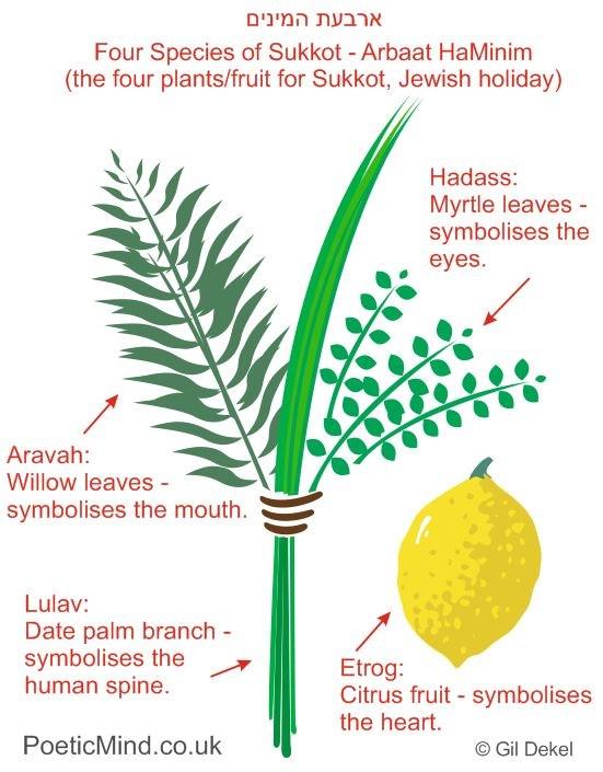 Sukkot Origins and meaning Sukkot begins on Tishri 15, the fifth day after Yom Kippur (the Day of Atonement). It is an important festival, it is counted as one of the mitzvot.