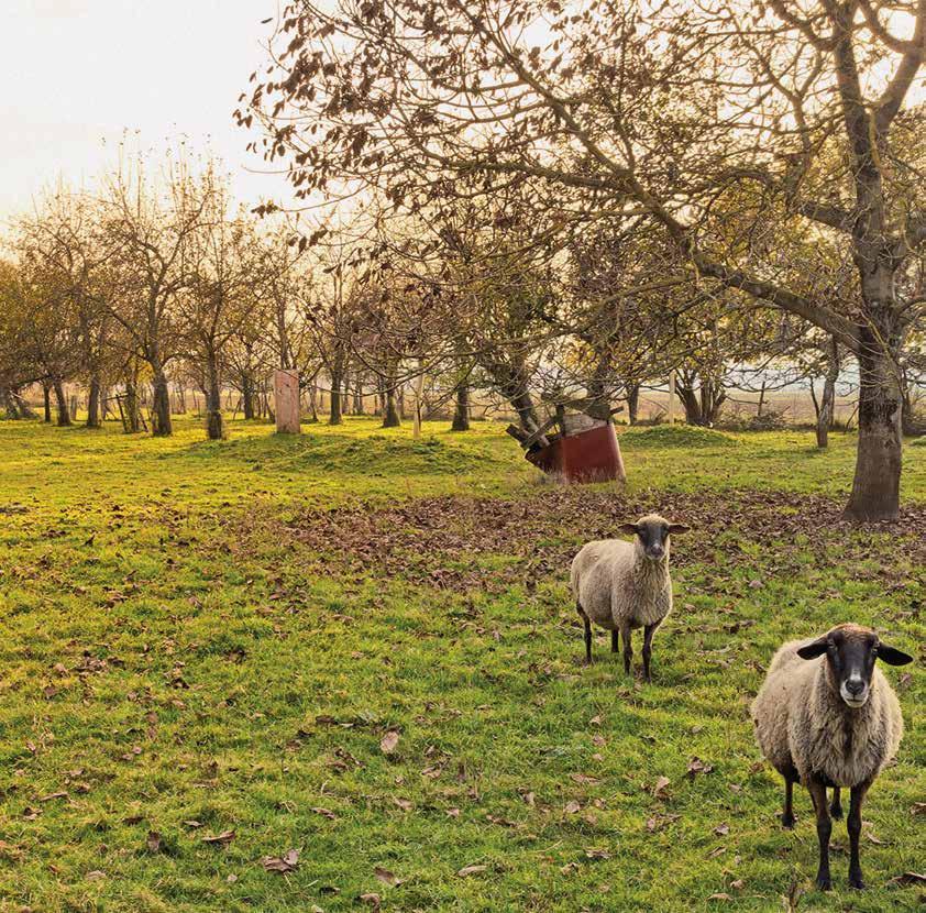 CASSIOBURY FARM & FISHERY Agriculture/Business Farm Assistant (1 role) Cassiobury Farm and Fishery (CFF) is a 15-acre smallholding on the edge of the 200-acre Cassiobury Park Nature Reserve.