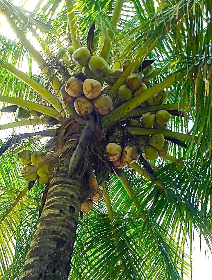 UNDER A COCONUT TREE There is a place that I d rather be Just to sit quietly under a coconut tree To hear
