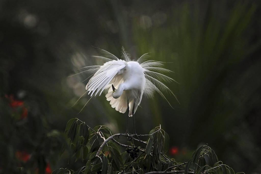 EGRET S SOFTNESS Egret bird so fresh and clean Feathers smooth after preen Morning light glowing