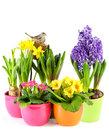 Easter Flower Order Form Due by MARCH 17 TH All Easter Flowers are $7.00 a piece Please indicate the number of flowers you would like and fill out the information on the bottom.