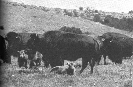Where Buffalo Roamed Now Sleeping Valley by Charles Denning Putnam County Herald Vol.