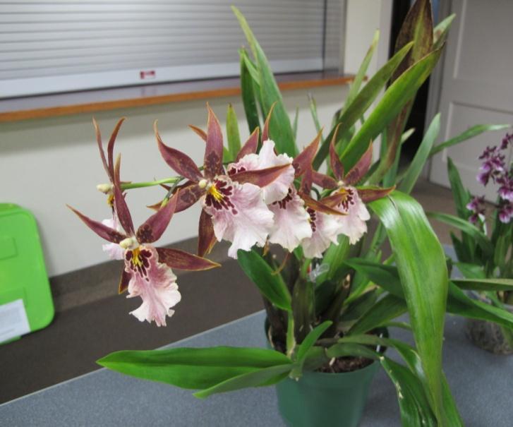Teague Raffle held for orchids only. Other plants brought in are free for the taking.