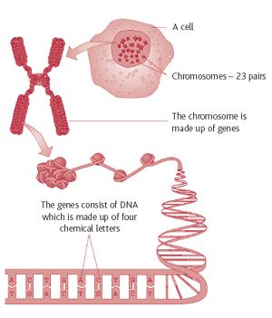 Cell, Nucleus, Chromosome, DNA, Gene.