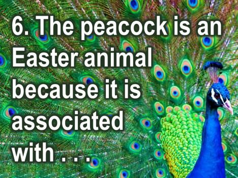 The peacock is an Easter animal because it is