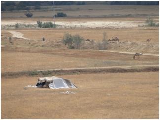 Prayer Update From Israel (October 7, 2013) Bedouin tent and camels in the desert near the site of ancient Be'er Sheva. So Abram journeyed, going on still towards the Negev.