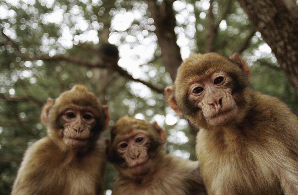 Barbary macaques look friendly, but be careful. (RAFAEL MARCHANTE/REUTERS) I never found my groove in Morocco. Long after the bites stopped itching I remained on edge and the gaffes kept coming.
