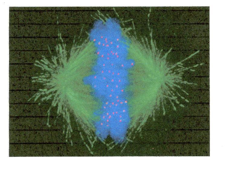 Exhibit 3 Microscopic photo of fiber bundles rearranging chromosomes The