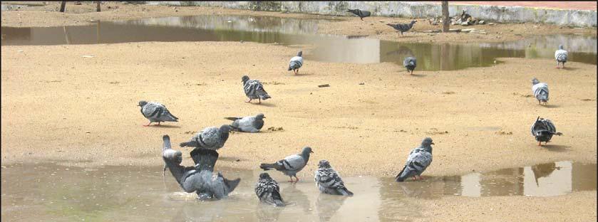 Nagar recently. Child Helpline 1098 Pigeons at play under Dr. MGR Medical University and is herself pursuing Ph.D in Leptospirosis. Dr. Jayalakshmi trained in Molecular Diagnosis in AIIMS, New Delhi.