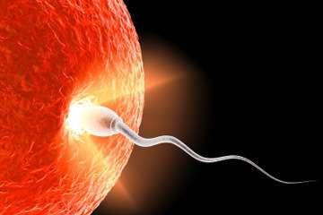 Only the female reproductive ovule was not affected by the fall of man The sperm, the one that moves
