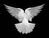 And John bare record, saying, I saw the Spirit descending from heaven like a dove, and