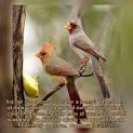Jesus Himself said, Are not two sparrows sold for a copper coin?