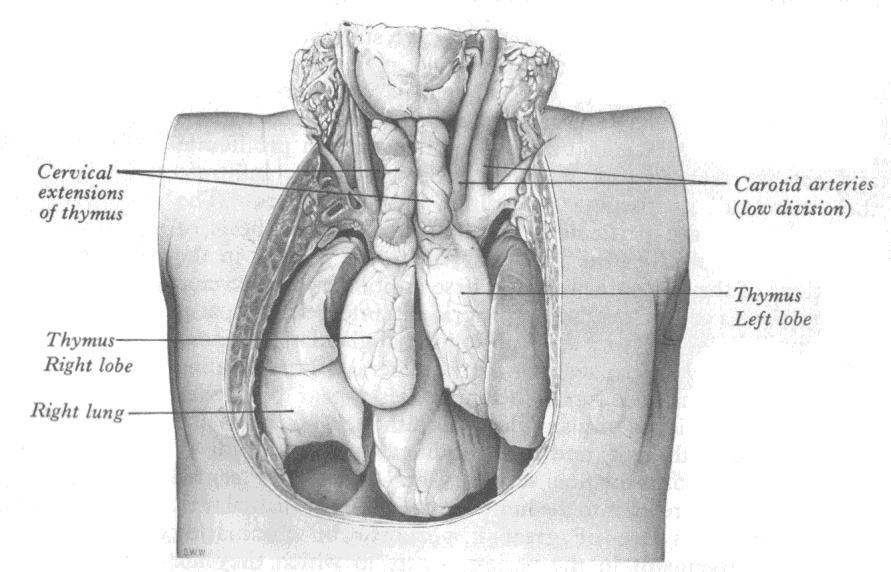 previous diagram of the Golden Column, it is evident that these two Cervical extensions are at about the same level as the bottom of the Golden Column.