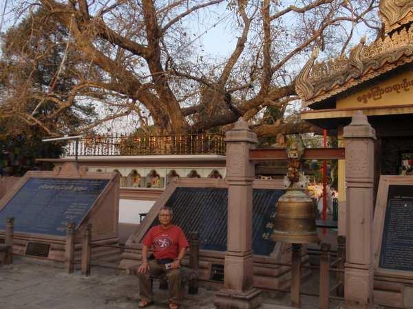 Within the area known in ancient times as Isipatana (present Sarnath) stood a sapling of the Bodhi tree, the tree of enlightenment.