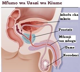 Ili kuelewa uzazi wa mpango ni muhimu kufahamu sehemu kuu za mfumo wa uzazi.