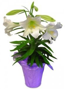 Spiritual Bouquet For Good Friday and Pascha (Easter lilies) I (Name) would like to donate the flowers for Good Friday & Pascha. PLEASE PRINT CLEARLY.
