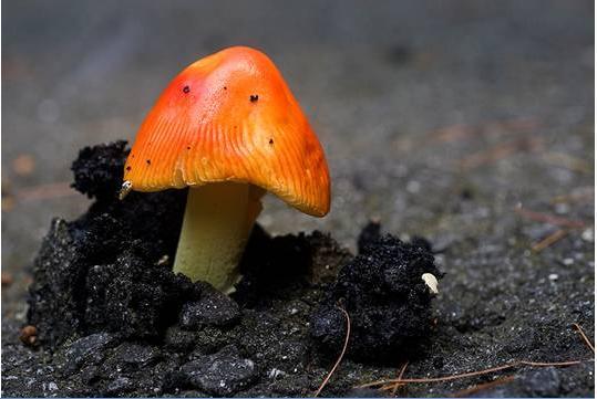 The Canterbury Tales June 2013 Mushroom Breaking Through Asphalt & Rock Hoping to Grow and