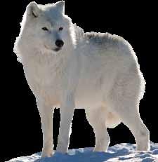 animal kingdom THINGS YOU NEVER KNEW ABOUT THE ANIMALS THAT LIVE IN THE ARCTIC S EXTREME CONDITIONS Imagine a land where the sun only rises and sets only