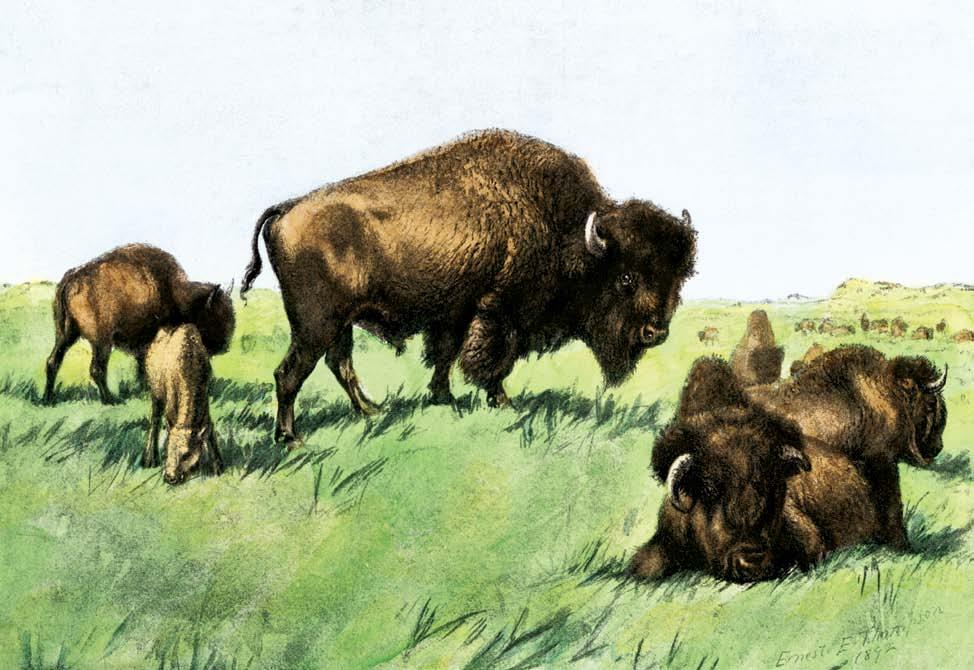We see new animals along the trail, like buffalo.